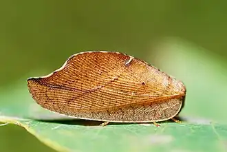 Drepanepteryx phalaenoides