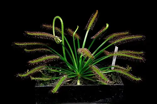 Общий вид растения в культуре