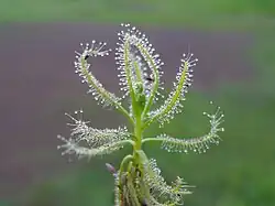 Листья Drosera indica с пойманными насекомыми