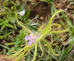 Стрекоза, пойманная росянкой Drosera indica Керала, Индия