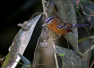 Белобровая длиннохвостая муравьянка, Drymophila ferruginea