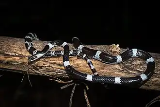 Свадебная змея Блэнфорда