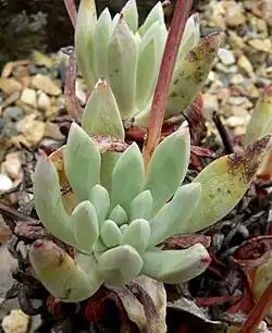 Dudleya caespitosa