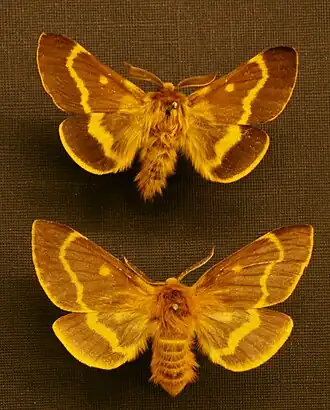Lemonia dumi ♂ и ♀