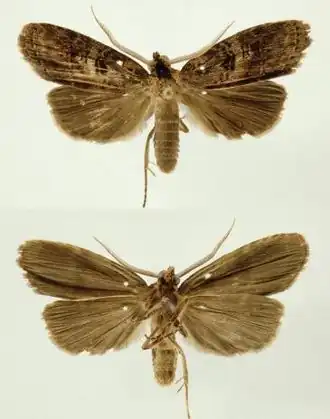 Dunama janecoxae, самец