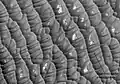 Дюны исп. Olympia Planitia Dunes, видимые HiRISE. Гипс был обнаружен МРС здесь.