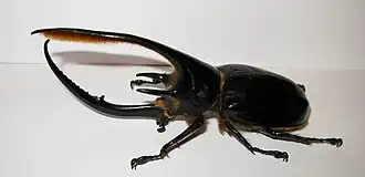 Самец Dynastes neptunus