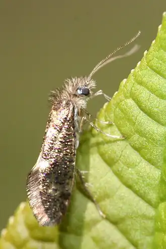 Dyseriocrania subpurpurella