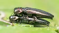 Endelus collaris