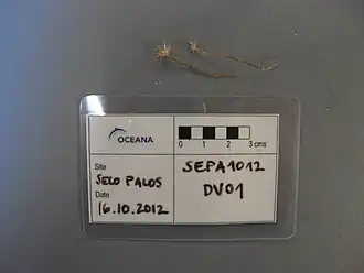 Типовые экземпляры