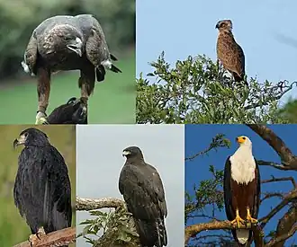 Беркут, бурый змееяд, чёрный орёл-отшельник, орёл-яйцеед и орлан-крикун