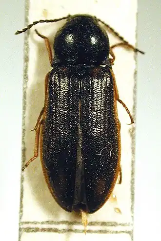 Eanus costalis