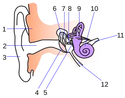 Слух млекопитающих10 февраля 2015