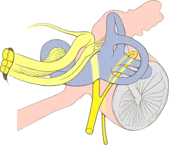 Анатомия внутреннего уха.
