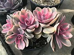 Echeveria ‘Rainbow’