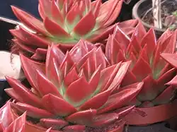 Echeveria agavoides