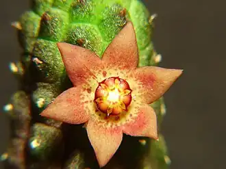 Echidnopsis dammanniana