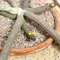 Echidnopsis cereiformis