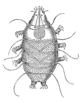 Echiniscus sp.