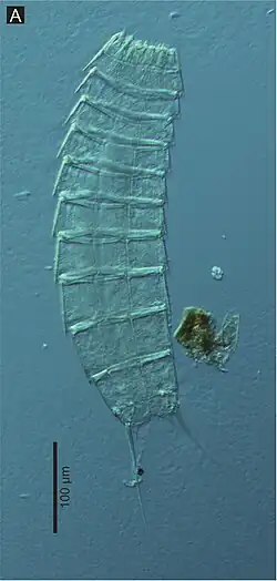 Внешний вид Echinoderes komatsui