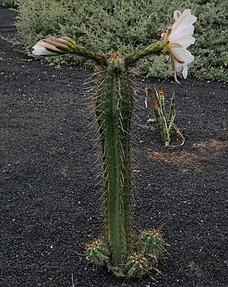 Цветущий Echinopsis lageniformis в ботаническом саду.
