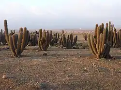 Leucostele skottsbergii