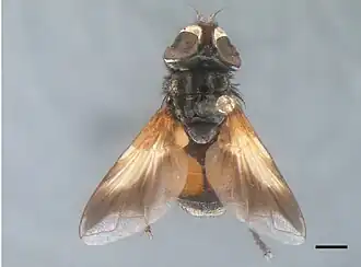 Ectophasiopsis arcuata