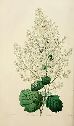 Холодискус разноцветный (Holodiscus discolor)