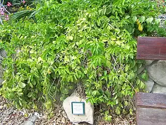 Переския в ботаническом саду кибуца Эн Геди[англ.]