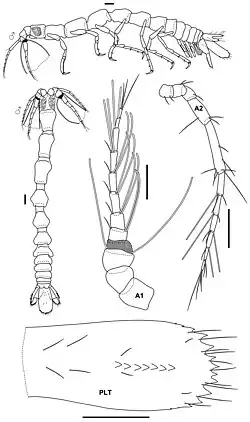 Eisothistos tiomanensis