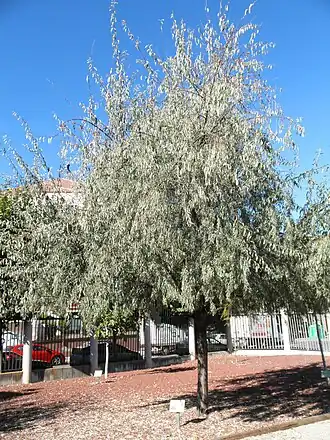 Лох узколистный. Общий вид растения