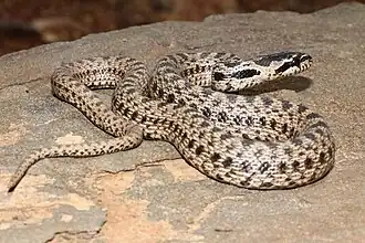 Список пресмыкающихся, занесённых в Красную книгу Узбекистана23 февраля 2018