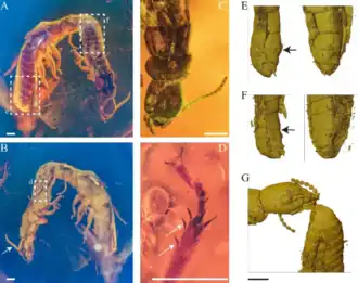 Electrotermes affinis