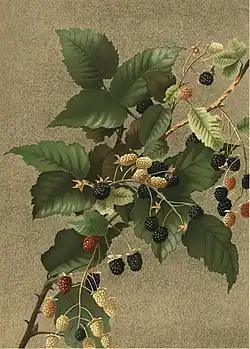 Blackberries