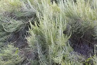 Dicerothamnus rhinocerotis