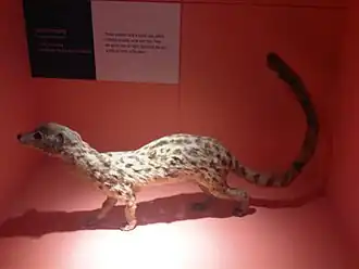 Африканский линзанг