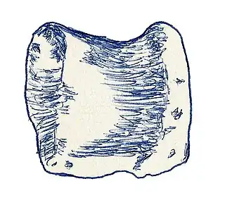 Позвонок Embasaurus