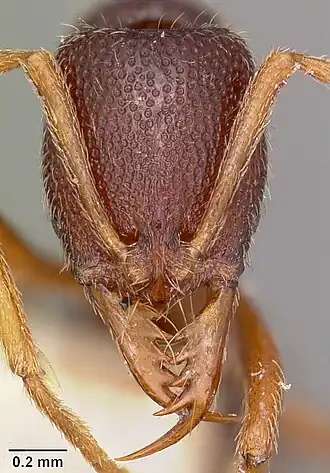 Emeryopone buttelreepeni