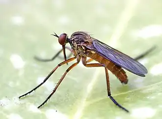 Желтоспинный толкунчик (Empis stercorea)