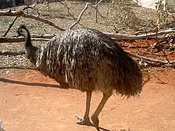 Эму, Dromaius novaehollandiae
