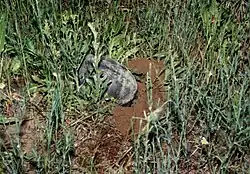 Самка, выкапывающая гнездо