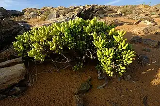 Enarganthe octonaria