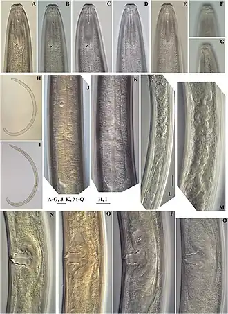 Enchodelus signyensis