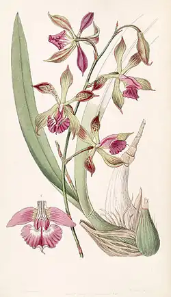 Encyclia plicata