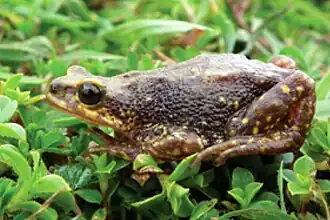 Wolterstorffina chirioi