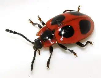 Алый плеснеед