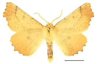 Пяденица осенняя