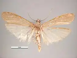 Самец, вид снизу