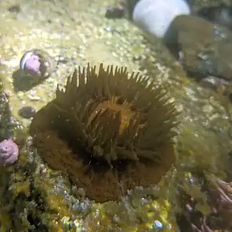 Залив Петра Великого у берегов Владивостока