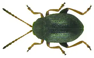 Epitrix pubescens